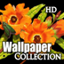 Amazing Beauty Wallpapers HD